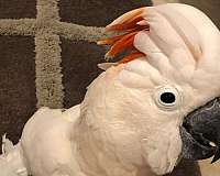 adult-bird-for-sale-in-pittsburg-ca