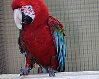 macaw-green-wing-macaw-for-sale-in-saint-paul-mn