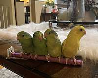 handfed-pet-bird-for-sale-in-albany-ny