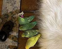parrotlet-for-sale-in-albany-ny