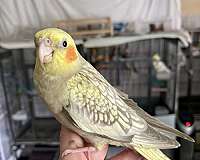 tame-bird-for-sale-in-blacklick-oh
