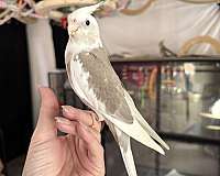 companion-bird-for-sale-in-blacklick-oh