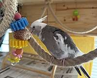 playful-bird-for-sale-in-blacklick-oh