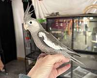 tame-bird-for-sale-in-blacklick-oh