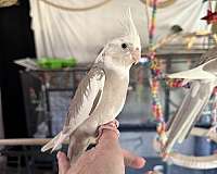 companion-bird-for-sale-in-blacklick-oh