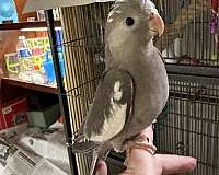 singing-bird-for-sale-in-blacklick-oh