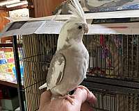 talking-bird-for-sale-in-blacklick-oh