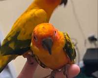 young-conure-for-sale