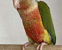 yellow-green-cheek-conure-for-sale