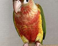 pineapple-red-pet-bird-for-sale
