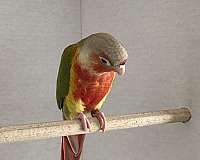 pineapple-red-green-cheek-conure-for-sale