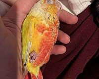 bird-parrot-for-sale-in-astoria-ny