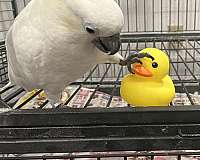sulpher-crested-cockatoo-for-sale-in-sequim-wa