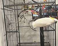white-yellow-bird-for-sale-in-sequim-wa