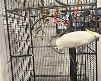 rescue-sulpher-crested-cockatoo-for-sale