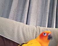 young-sun-conure-for-sale