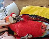 baby-bird-for-sale-in-oroville-ca