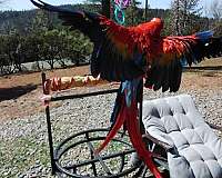 macaw-scarlet-macaw-for-sale-in-oroville-ca