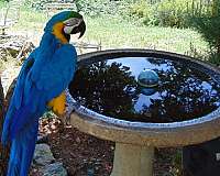 adult-bird-for-sale-in-oroville-ca