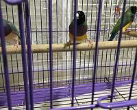 exotic-playful-male-bird-for-sale