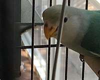 white-bird-for-sale-in-simi-valley-ca