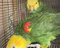 yellow-amazon-parrot-for-sale