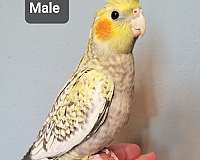 baby-bird-for-sale-in-north-chesterfield-va