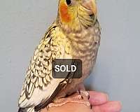 tame-bird-for-sale-in-north-chesterfield-va