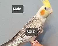 female-bird-for-sale-in-north-chesterfield-va
