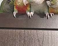 noisy-tame-green-cheek-conure-for-sale