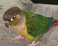 noisy-tame-male-bird-for-sale