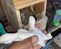 albino-bird-for-sale-in-silver-spring-md