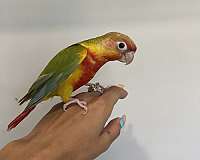 green-cheek-conure-for-sale-in-naples-fl