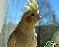 cockatiel-for-sale-in-old-hickory-tn