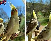 cinnamon-pearl-bird-for-sale-in-old-hickory-tn
