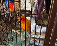 bonded-pair-bird-for-sale-in-stony-point-nc
