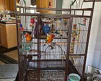 companion-bird-for-sale-in-stony-point-nc