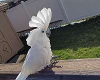 cockatoo-for-sale