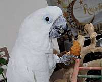 exotic-bird-for-sale