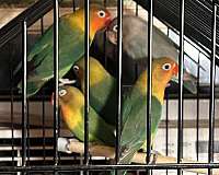 fischers-lovebird-for-sale