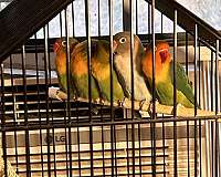 fischers-lovebird-for-sale-in-ellijay-ga