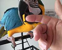 blue-gold-bird-for-sale-in-terrell-tx