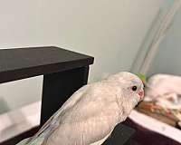 small-white-bird-for-sale