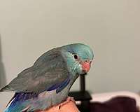 blue-bird-for-sale-in-boca-raton-fl