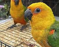 lilac-jenday-conure-for-sale