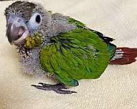 conure-green-cheek-conure-for-sale-in-north-hollywood-ca