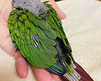 tame-bird-for-sale-in-north-hollywood-ca