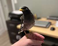 mynah-for-sale-in-maryland