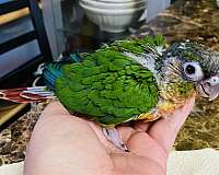 baby-conure-for-sale