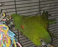 green-red-bird-for-sale-in-port-st-lucie-fl